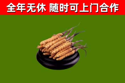 宜丰县烟酒回收冬虫夏草.jpg